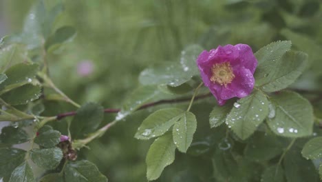 pink wild rose with dew drops