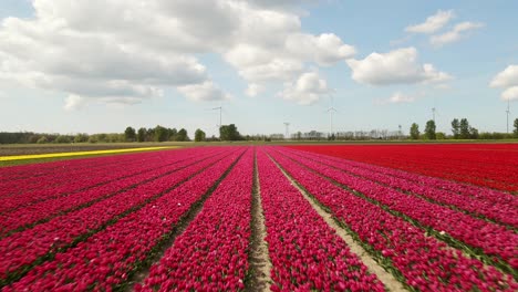deslizándose sobre un campo de tulipanes rojos, amarillos y rosados hacia adelante rápido aéreo