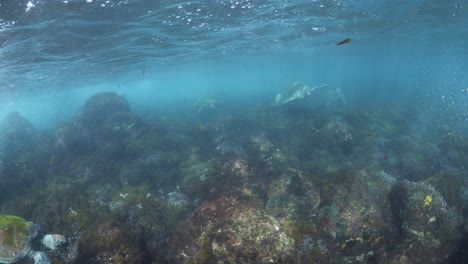 Gruppen-Grüner-Meeresschildkröten-Schwimmen-Zwischen-Den-Meeresströmungen-Und-Schwellen-In-Seichten-Gewässern-An