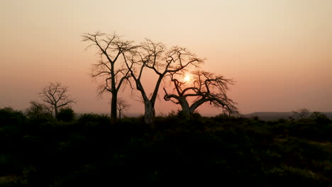 Viajando-Hacia-Arriba,-Angola,-áfrica,-Puesta-De-Sol-En-Baoba&#39;s