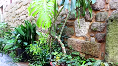 plants used as decoration in rua das aldas, porto, portugal