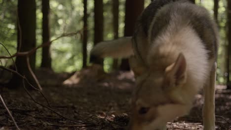 a wolfhound sniffs in the forest