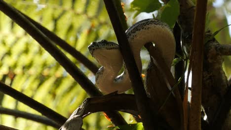 python snake in natural environment hunting in forest - diamond python