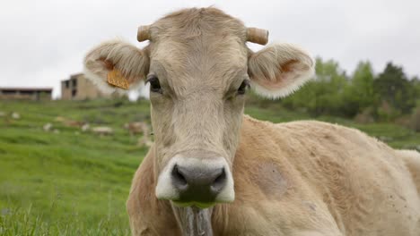 Close-up-portrait-of-an-Albera-cow-resting-in-a-field-in-Catalonia-Spain