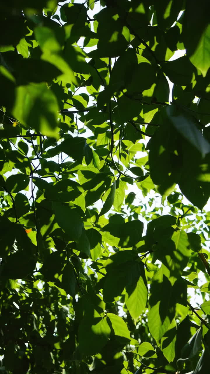 primer plano de las hojas verdes