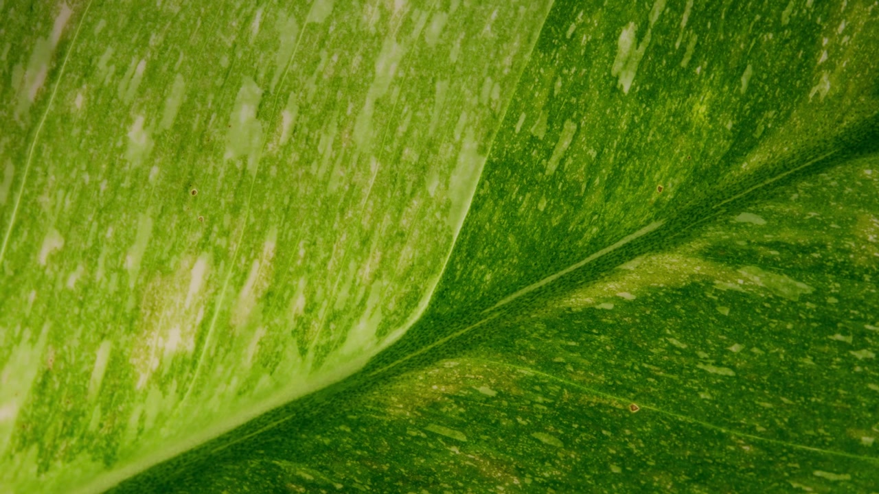 Backlit Through Monstera Thai Constellation Leaf With Creamy-white And Pale Yellow Variegation. Close-up Shot