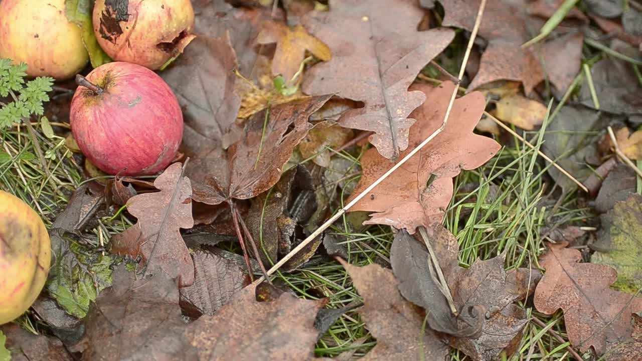 Rotten fallen apples in wood