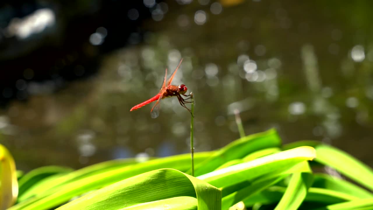 video en primer plano de una mosca dragón roja moviendo sus ojos, alas y cuerpo.