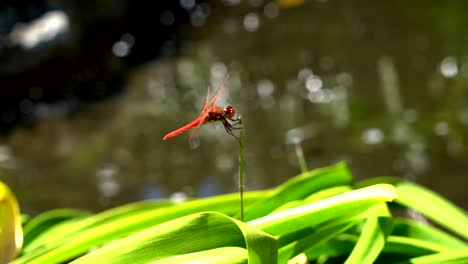 Close-up-video-of-a-red-dragon-fly-moving-it's-eyes,-wings,-and-body