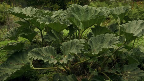 Very-large-green-leafed-giant-rhubarb-plant-in-woodland-static-shot