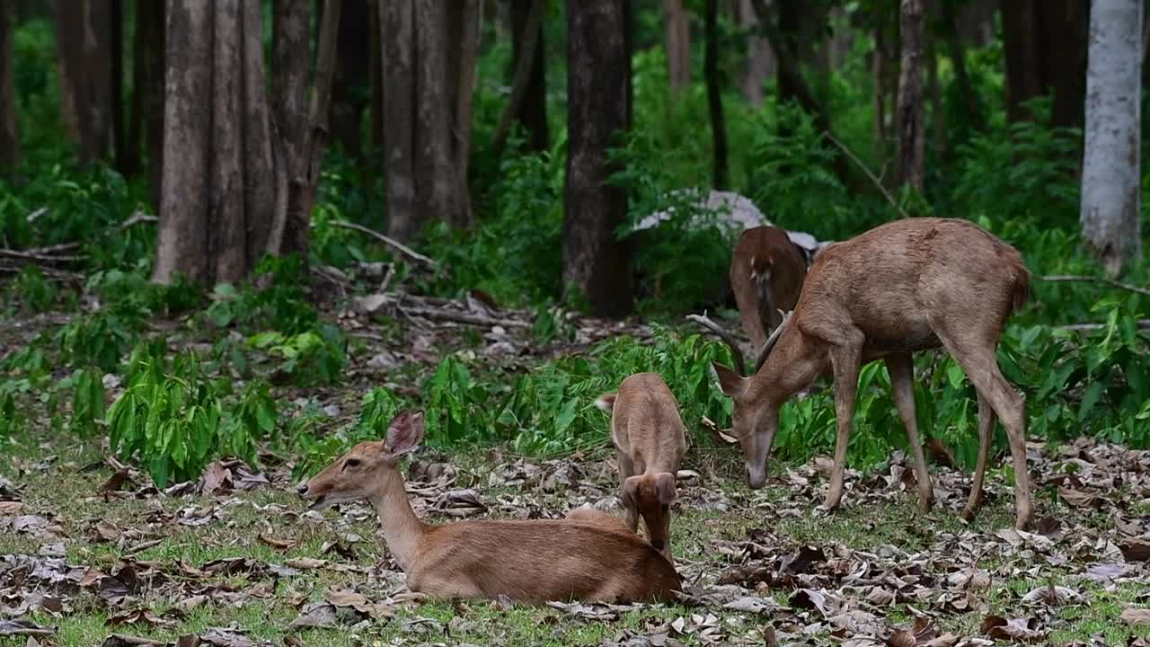 A Doe resting on the ground then its fawn comes to join her while a stag grazes