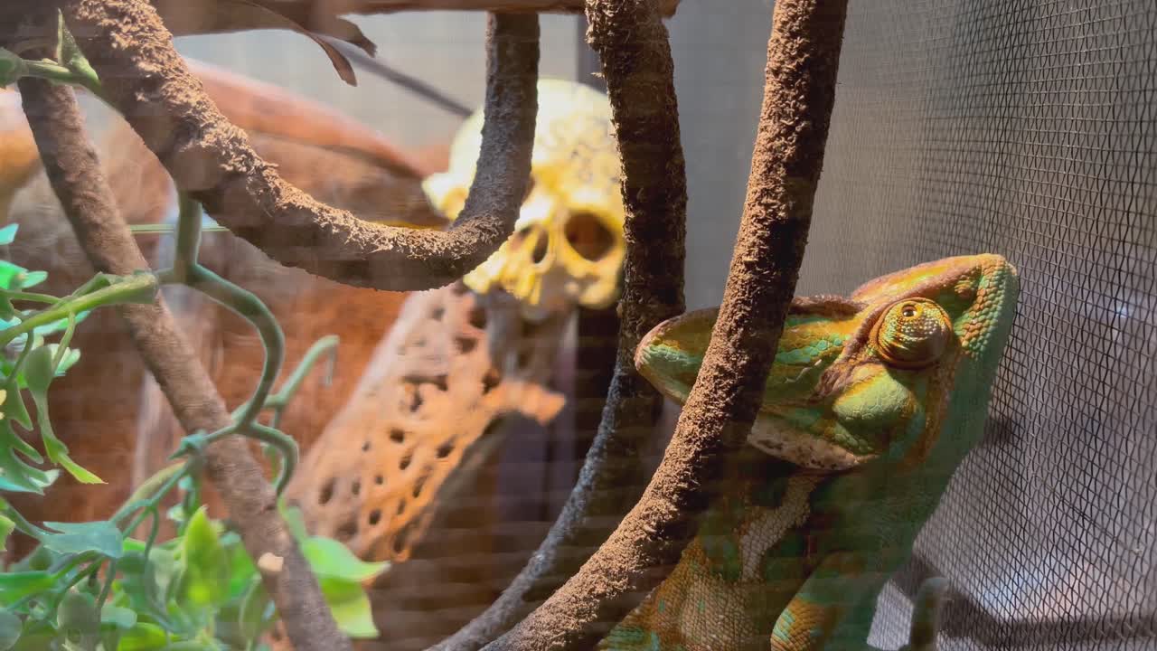 el ojo camaleón se pregunta alrededor_iphone pro 12 max_4k30fps.mp4