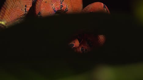 la boa arbórea verde bebé yace todavía en una emboscada en la selva peruana