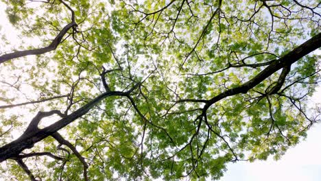 Rotación-Mirando-Hacia-Arriba-Desde-La-Parte-Superior-Del-árbol-Con-Ramas-Y-Hojas-Verdes-Y-Doradas-Durante-La-Puesta-De-Sol-1