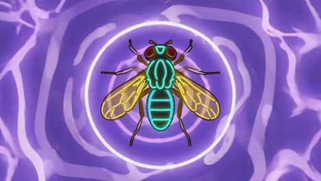 neon fly illustration