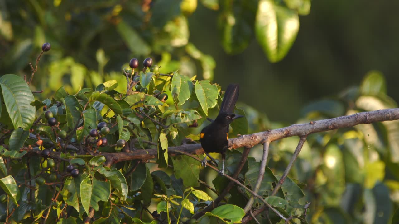 Morning in Peru's jungle: a Variable Oriole hops through the treetop, choosing berries to feast on.