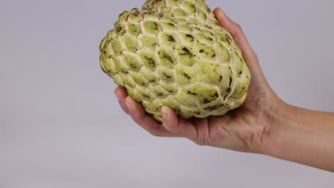 hands examining a custard apple from various angles