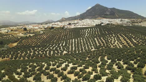 Vista-Aérea-De-Rute,-Andalucía,-España,-Con-Movimiento-Hacia-Atrás-Inclinándose-Hacia-Un-Gran-Campo-De-Olivos