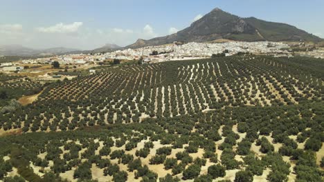 vista aérea de rute, andalucía, españa, con movimiento hacia atrás inclinándose hacia un gran campo de olivos