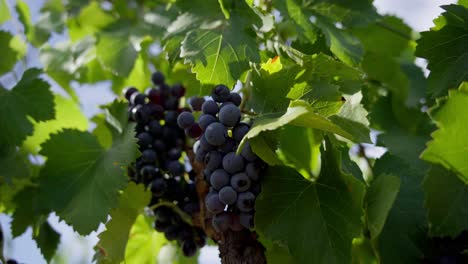Hand-held-shot-of-ripe-bunches-of-grapes-hanging-on-the-vines-in-France