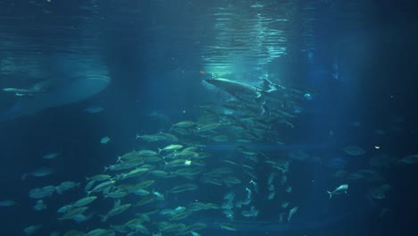 gentle giant glides through a school of fish