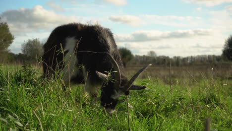 goat with large horns eating grass and looking at camera, ground level closeup