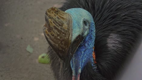 close up of a southern cassowary in australia