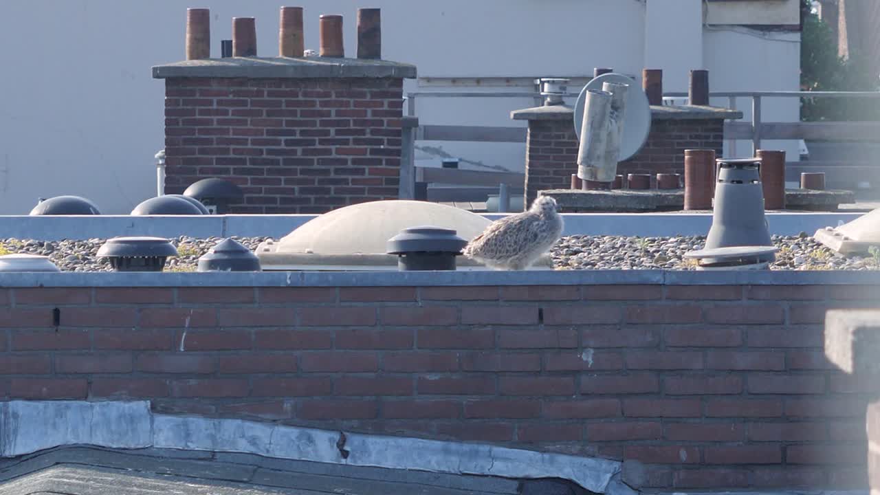 도시화 된 자연에 대한 드문 통찰력