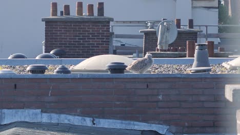 una rara visión de la naturaleza urbanizada