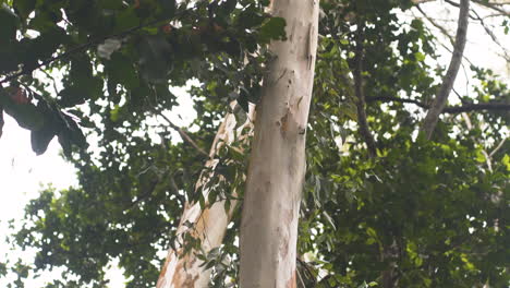 tall slender whitish tree trunk in zanzibar rainforest