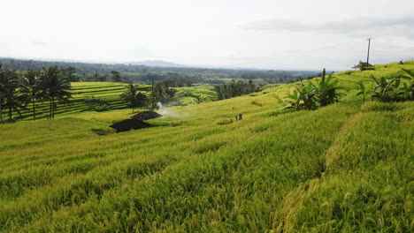 Grüne-Reisterrassen-Mit-Palmen-Im-Hintergrund-Auf-Der-Indonesischen-Insel-Bali