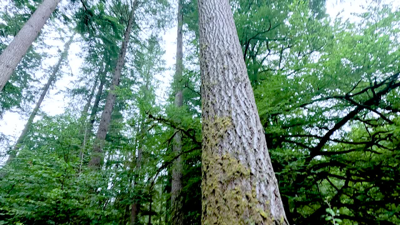 Majestic trees reaching skyward in lush forest