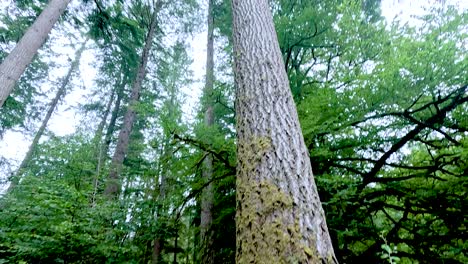 majestic trees reaching skyward in lush forest