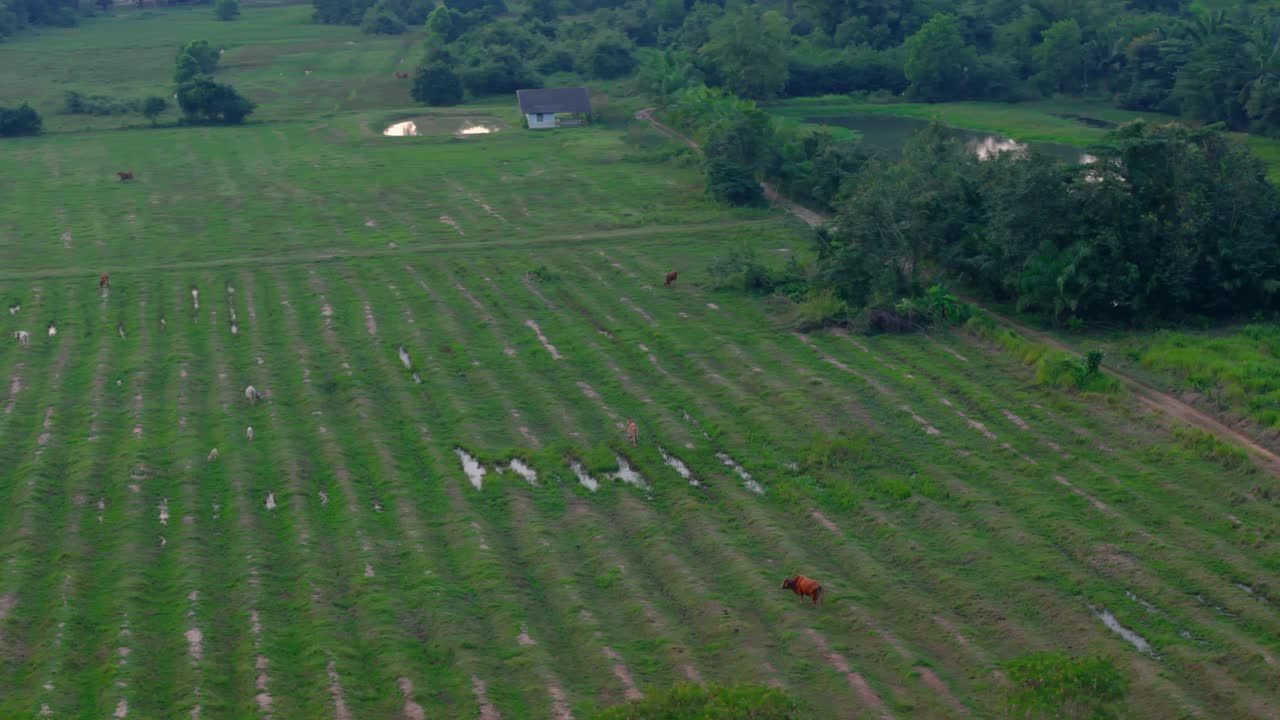 Aerial orbiting shot of wild cows grazing in a farmers field in Surat thani