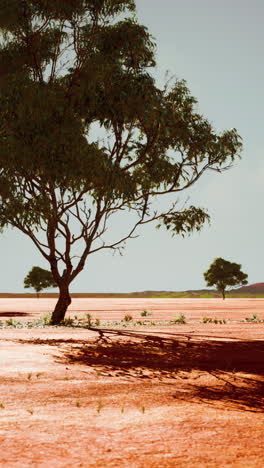 árbol solitario en el desierto