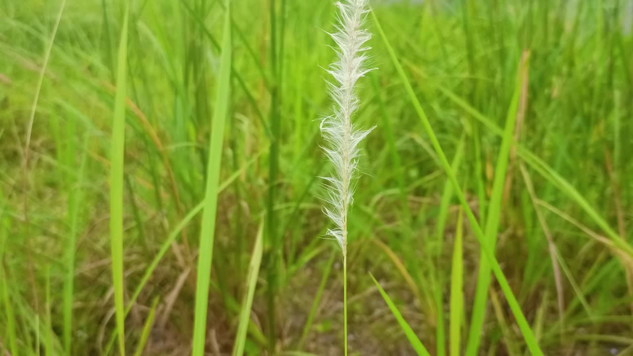 풀 에서 건조 한  잡초