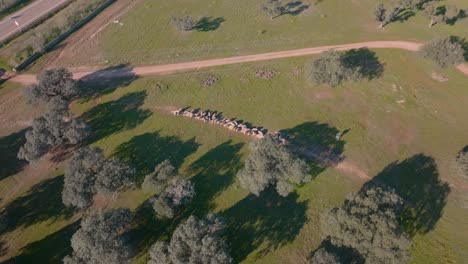 Farmer-herding-a-group-of-Iberian-Pigs-in-Dehesa,-Spain