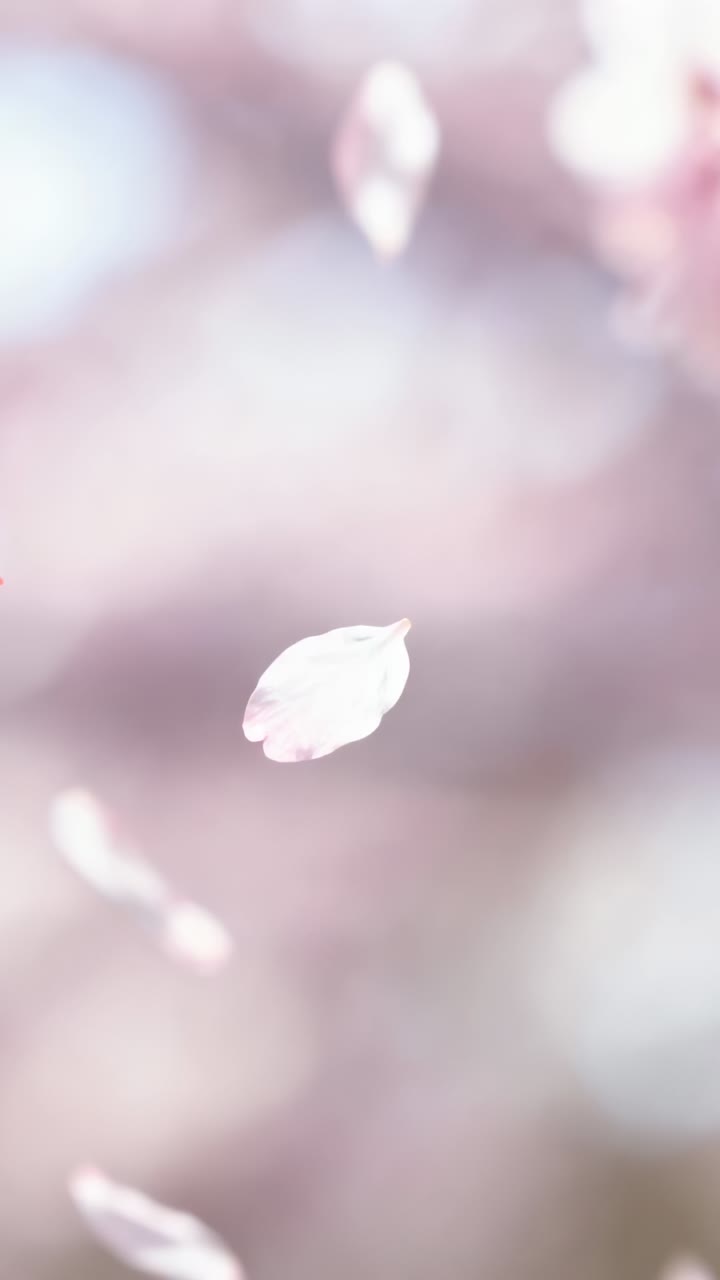 Vídeo vertical: Pétalas rosa claro flutuando à deriva em um close-up macro, com brisa leve das flores e bokeh.