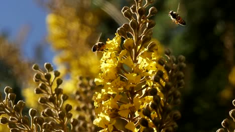 african honey bees hover around yellow flowers, close up and slow motion