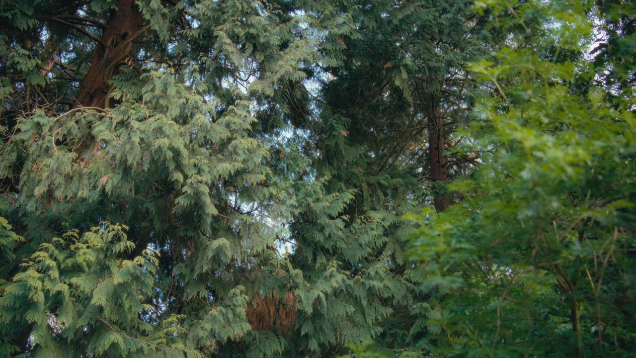 Abeti di Douglas sempreverdi ad alto fusto nella foresta.