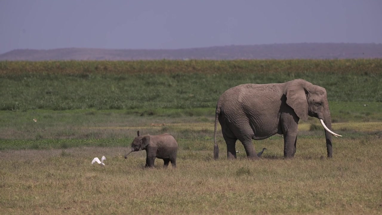 Sjov, lille, sød elefantunge, der leger med sin snabel i luften ved sin mor. Afrikansk dyreliv og safari-dyrebørn i Amboseli, Kenya. Elefantfamilieflok i Afrika.