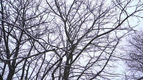 snowy treetops in slow motion