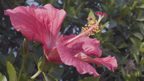 Close-up-of-a-pink-flower-in-a-light-breeze