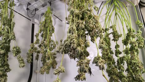 Dolly-shot-of-drying-cannabis-plants-in-a-grow-tent