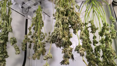 tiro de carro de secado de plantas de cannabis en una tienda de cultivo