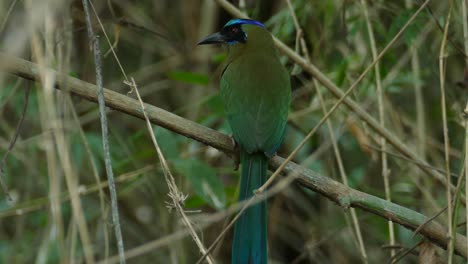 Motmot-bird-hiding-in-grass-and-looking-around-in-close-up-view