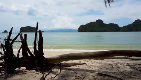 vista sobre la playa de tanjung rhu con un árbol caído en primer plano
