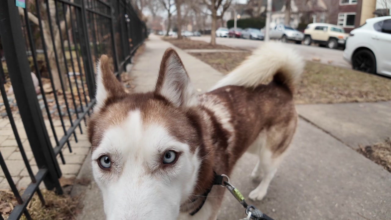 A cute Husky on a walk, turning around and looking at the camera.