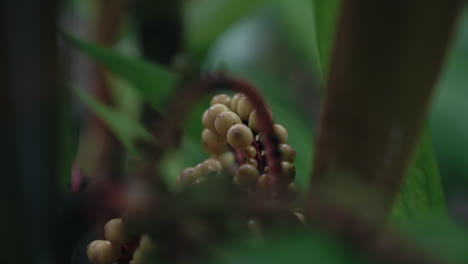 macro shot of pokeweed plant colorful berries in rain forest jungle, costa rica