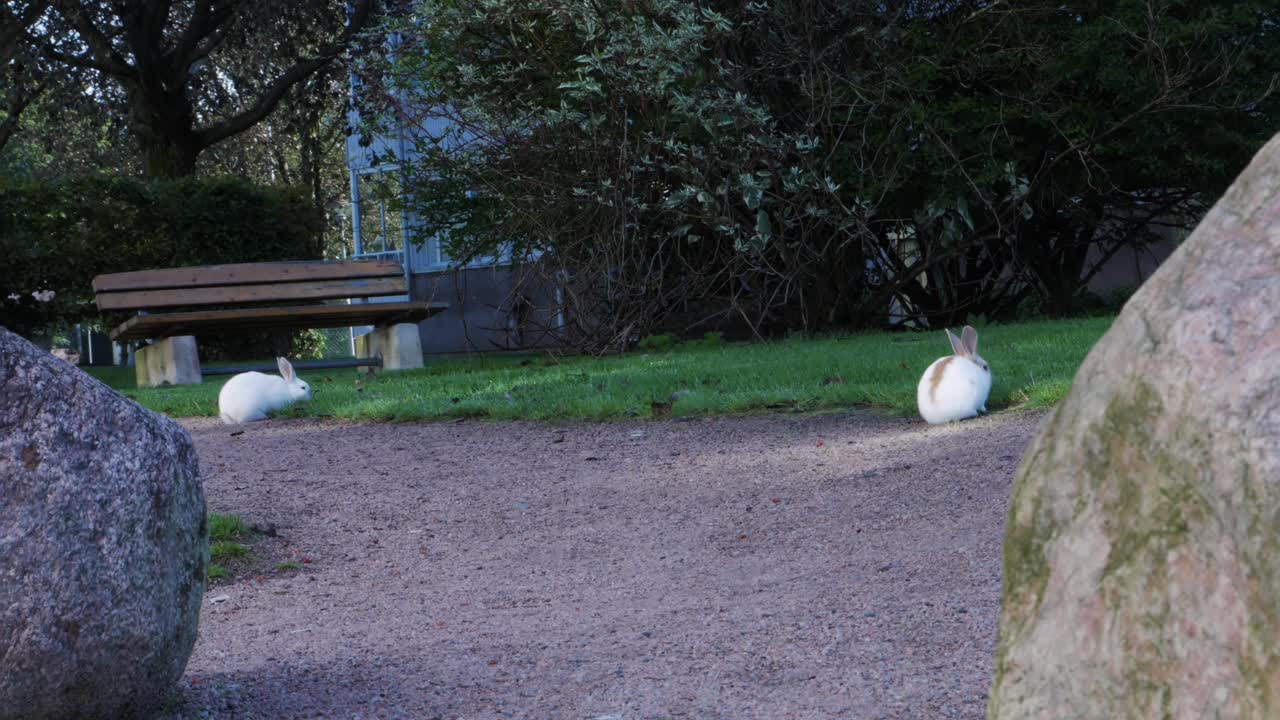 Handheld Shot of Two Cute White and Yellow Bunnies Searching For Food at a Little Park